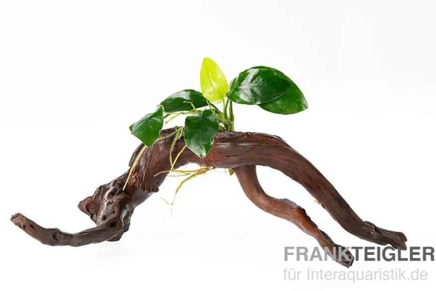 Zwergspeerblatt, Anubias barteri var. nana auf Spiderwood, ca. 15 x 9 x 15 cm