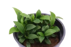Zwergspeerblatt, Anubias nana "Pangolino", im Topf