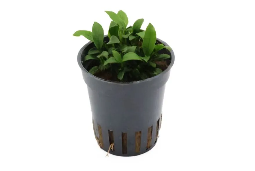 Zwergspeerblatt, Anubias nana "Pangolino", im Topf