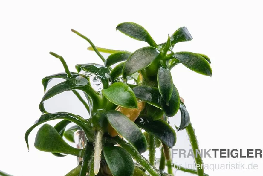 Zwergspeerblatt, Anubias nana "Pangolino", im Topf