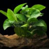 Zwergspeerblatt, Anubias nana, 1 Rhizom zum Aufbinden