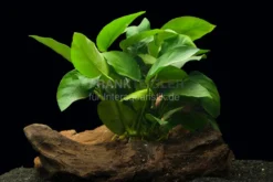 Zwergspeerblatt, Anubias nana, 1 Rhizom zum Aufbinden