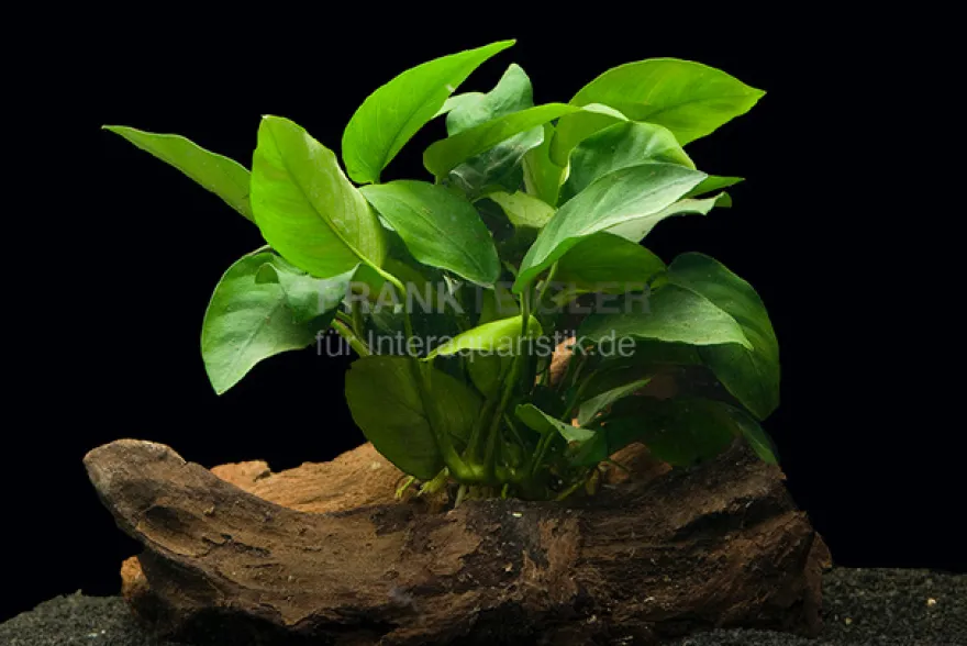Zwergspeerblatt, Anubias nana, 1 Rhizom zum Aufbinden