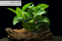 Zwergspeerblatt, Anubias nana, 1 Rhizom zum Aufbinden
