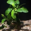 Zwergspeerblatt, Anubias nana, auf Nano-Stamm