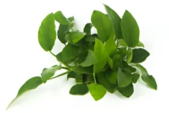 Zwergspeerblatt, Anubias nana, XL Topf, Mutterpflanze