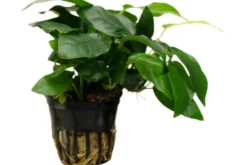 Zwergspeerblatt, Anubias nana, XL Topf, Mutterpflanze