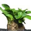 Zwergspeerblatt, Anubias nana, auf Lavastein 5-8 cm