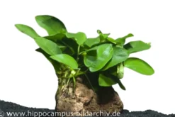 Zwergspeerblatt, Anubias nana, auf Lavastein 5-8 cm