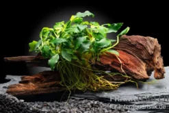 Zwergspeerblatt, Anubias nana "Kirin Mini", auf Nanowurzel, ca. 8x2 cm