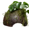 Zwergspeerblatt, Anubias nana, auf Kokosnussschale