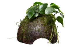 Zwergspeerblatt, Anubias nana, auf Kokosnussschale