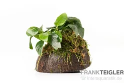 Zwergspeerblatt, Anubias nana, auf Kokosnussschale