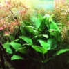 Zwergspeerblatt, Anubias nana, im Topf