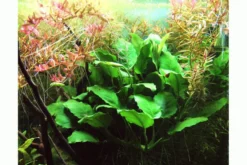 Zwergspeerblatt, Anubias nana, im Topf
