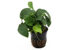 Zwergspeerblatt, Anubias nana, im Topf
