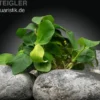 Zwergspeerblatt, Anubias nana, In Vitro