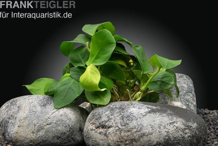 Zwergspeerblatt, Anubias nana, In Vitro