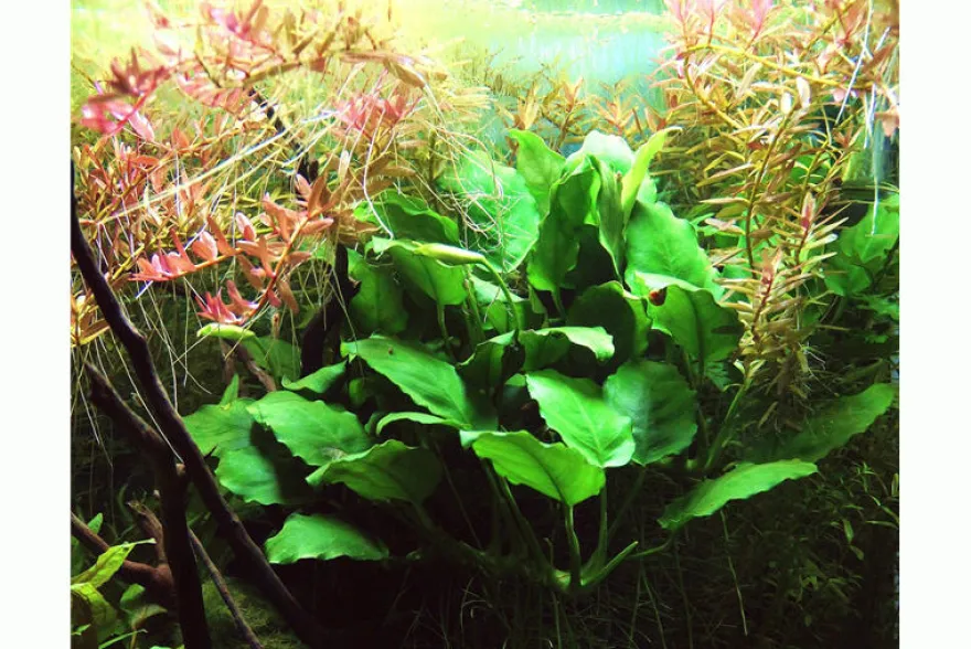 Zwergspeerblatt, Anubias nana, In Vitro
