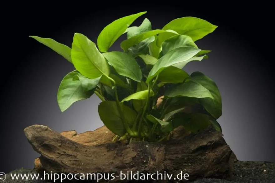 Zwergspeerblatt, Anubias nana, auf Holzwurzel, ca. 12-18 cm