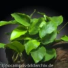 Zwergspeerblatt, Anubias nana, auf Holzwurzel M, ca. 8-14 cm