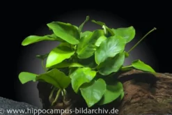 Zwergspeerblatt, Anubias nana, auf Holzwurzel M, ca. 8-14 cm