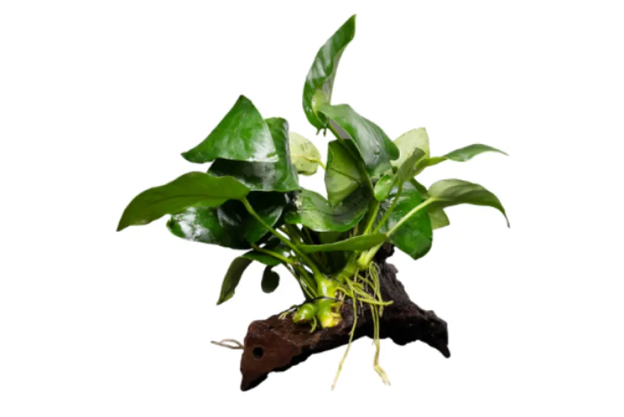 Zwergspeerblatt, Anubias nana, auf Holzwurzel M, ca. 8-14 cm