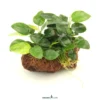 Zwergspeerblatt, Anubias nana, auf Stein, ca. 13 x 9 x 11 cm