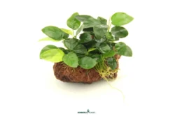 Zwergspeerblatt, Anubias nana, auf Stein, ca. 13 x 9 x 11 cm