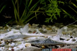 Zwergstörwels, Sturisomatichthys leightoni, 8-10 cm