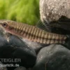 Zwerg-Tigerschmerle, Yunnanilus cruciatus