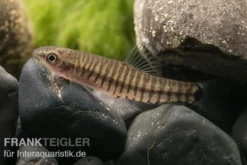Zwerg-Tigerschmerle, Yunnanilus cruciatus