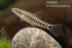 Zwerg-Tigerschmerle, Yunnanilus cruciatus