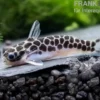 Zwergtrugdornwels, Centromochlus perugiae