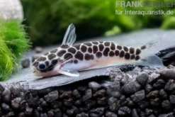 Zwergtrugdornwels, Centromochlus perugiae