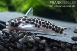 Zwergtrugdornwels, Centromochlus perugiae
