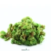 Zwergwasserfarn, Salvinia minima, In Vitro