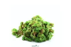 Zwergwasserfarn, Salvinia minima, In Vitro