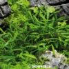 Zwergwasserkelch, Cryptocoryne parva, im Topf