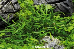 Zwergwasserkelch, Cryptocoryne parva, im Topf