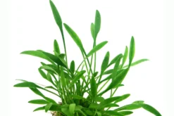 Zwergwasserkelch, Cryptocoryne parva, im Topf