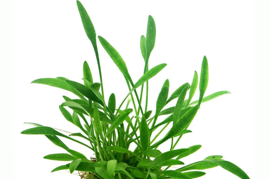 Zwergwasserkelch, Cryptocoryne parva, im Topf