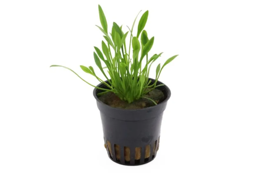 Zwergwasserkelch, Cryptocoryne parva, im Topf