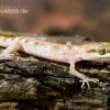 Zwergwüstengecko, Tropiocolotes steudneri