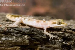 Zwergwüstengecko, Tropiocolotes steudneri