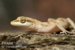 Zwergwüstengecko, Tropiocolotes steudneri