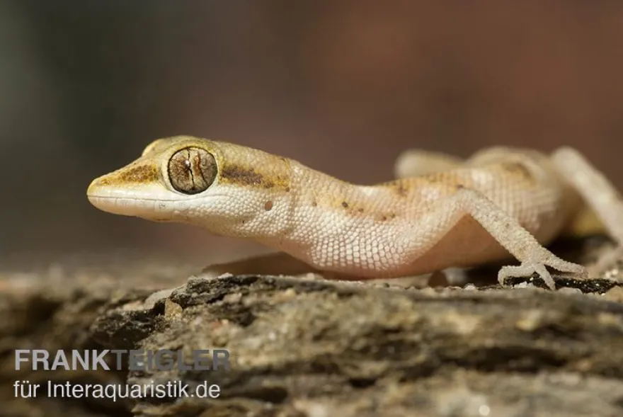 Zwergwüstengecko, Tropiocolotes steudneri