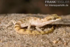 Zwergwüstengecko, Tropiocolotes steudneri