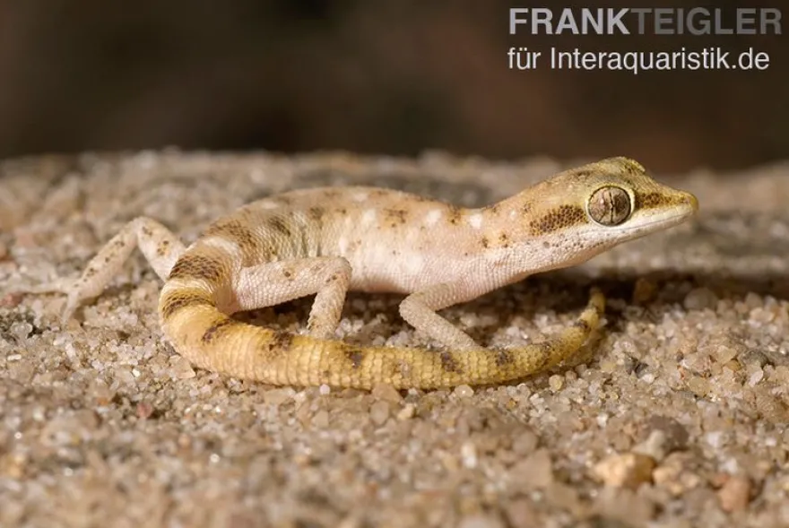 Zwergwüstengecko, Tropiocolotes steudneri
