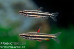 Zwergziersalmler, Nannostomus marginatus